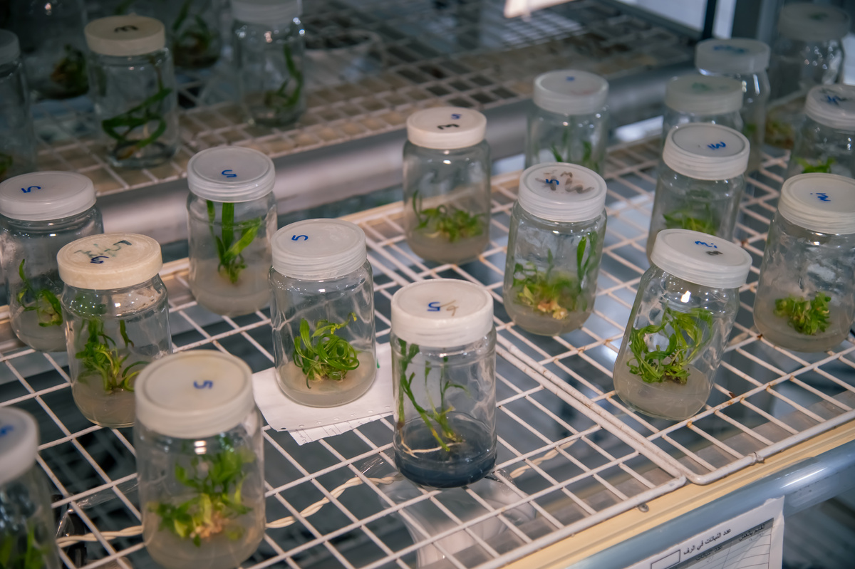 Разве что финиковая пальма. У саудовцев работает целая лаборатория по изучению одного этого растения