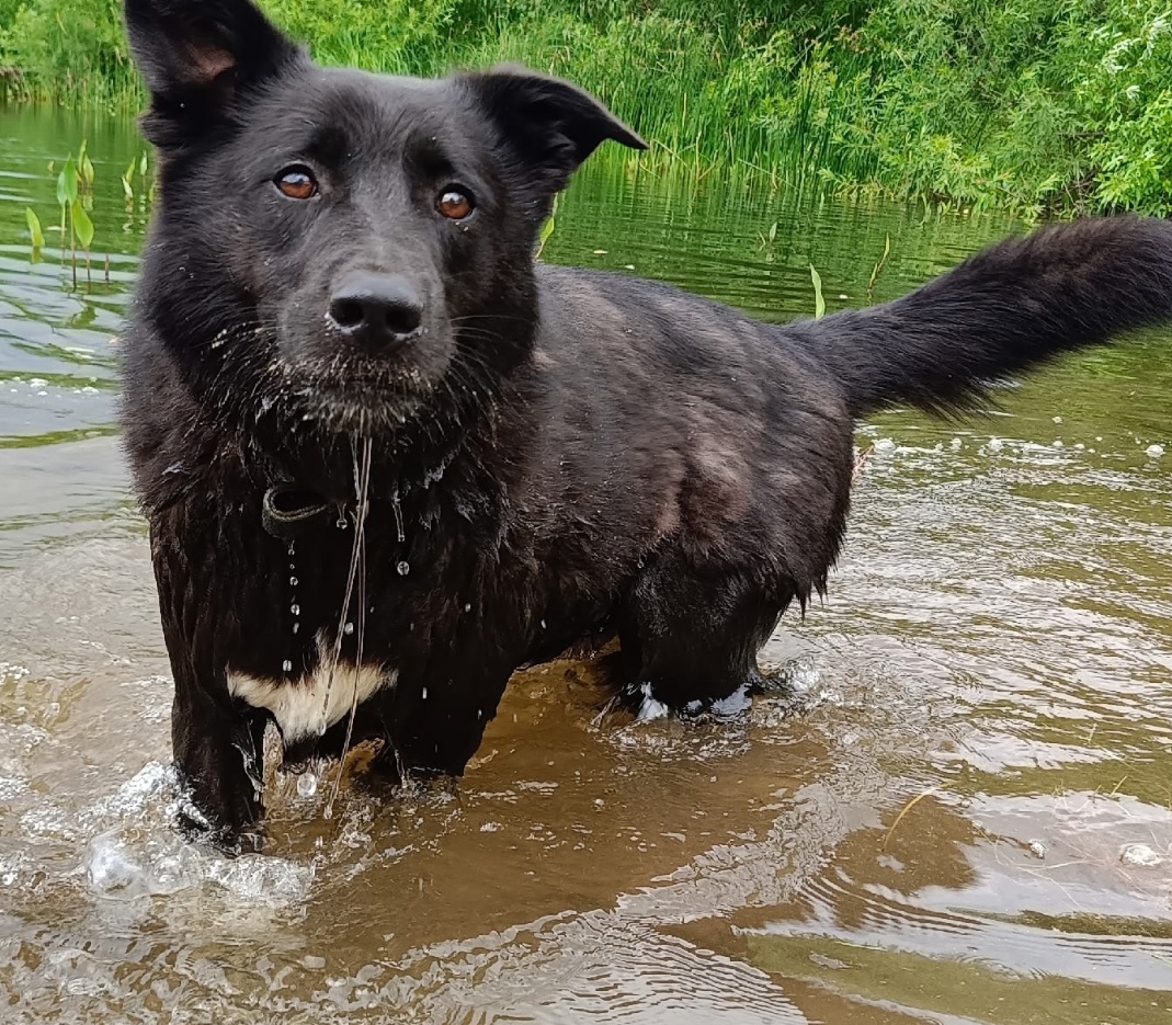 Очень любит купаться в речке