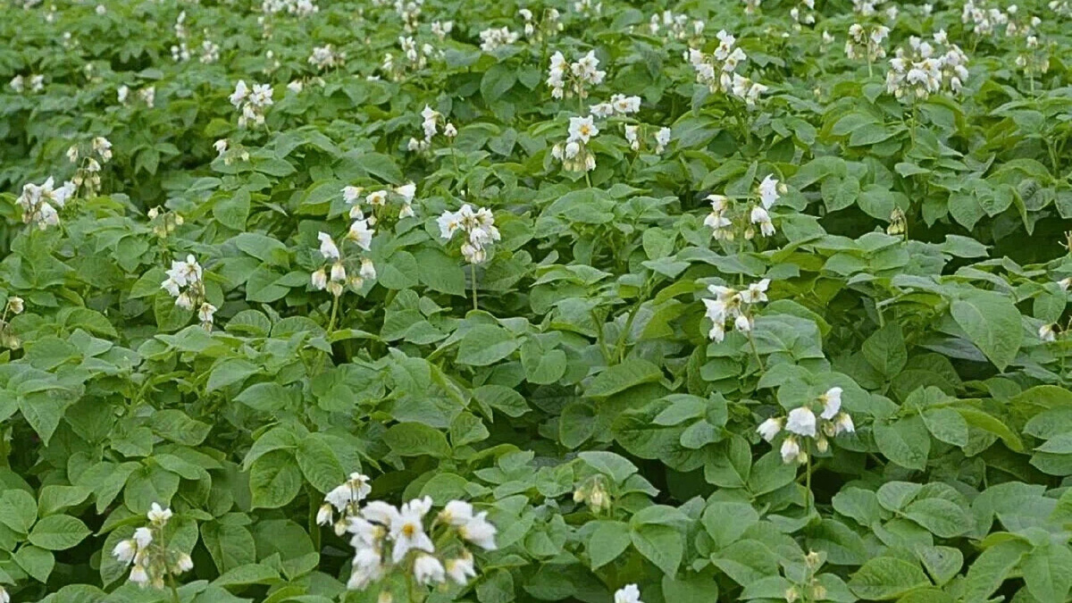 Источник: market.yandex.ru