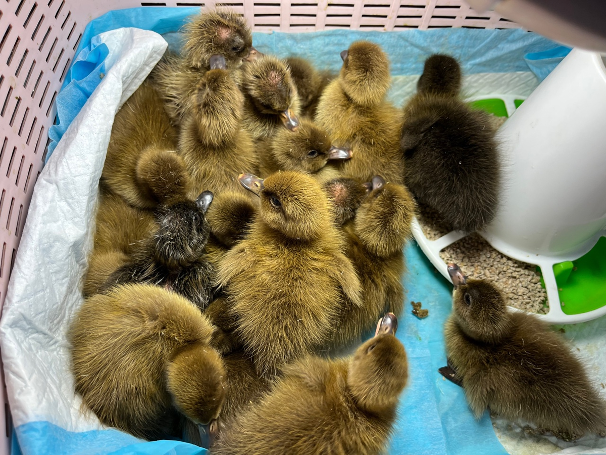 Юлины подопечные - утята породы Хаки-Кемпбелл