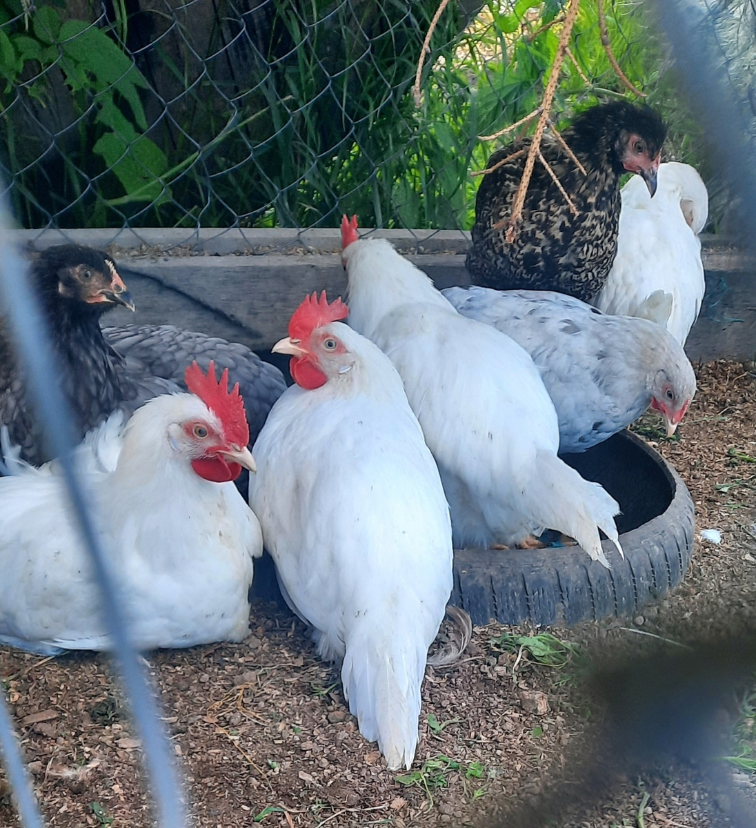 Молодые петушки породы Леггорн, возраст 3 месяца