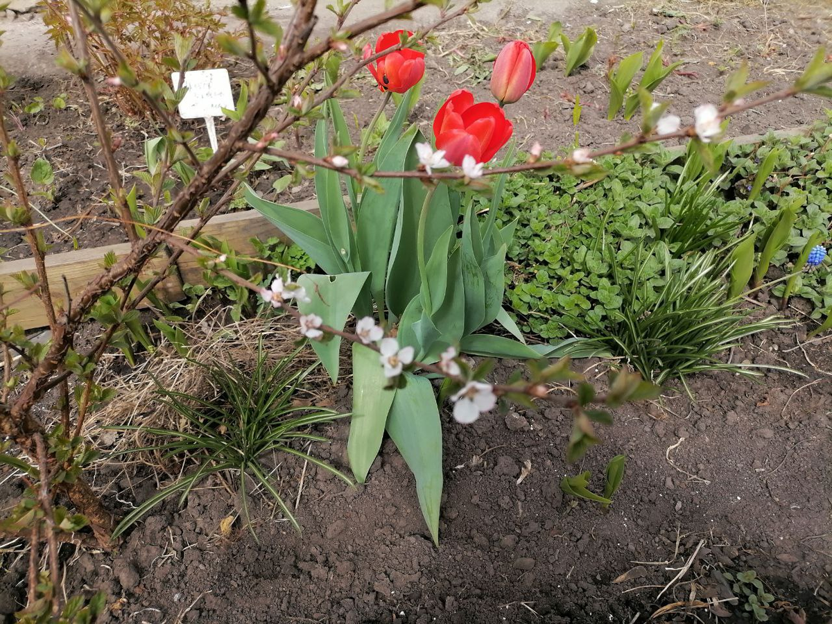 Фото войлочной вишни из архива, 2023 год, цветет очень рано