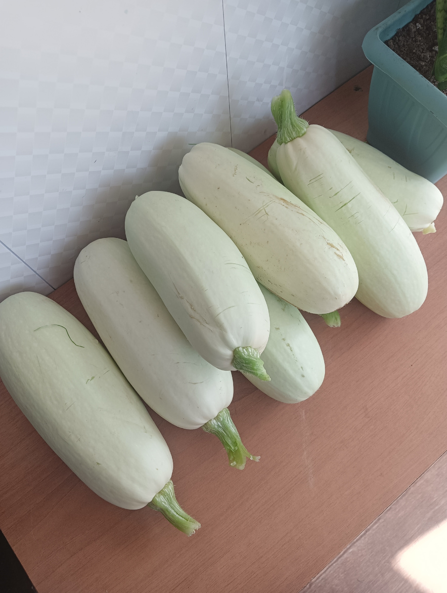 Не поверите - сняла с одного куста! Выросли все вместе, да еще ровненькие такие! Сорт "Грибовские".