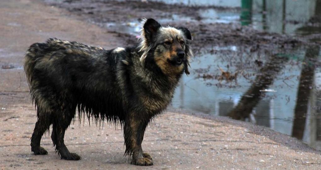 Неизвестные облили кислотой двух собак в Подмосковье за неделю