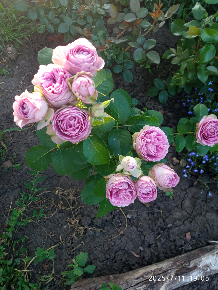 Лавендер Айс