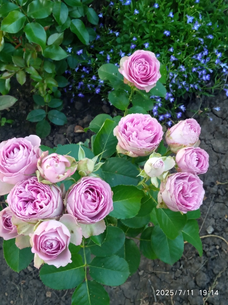 Лавендер Айс