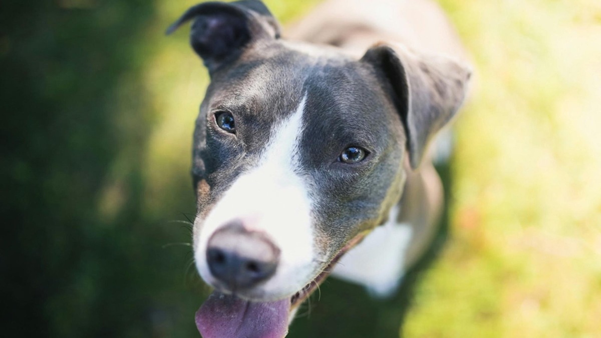    Зеленые глаза стаффорда — неожиданное сочетание силы и нежности.