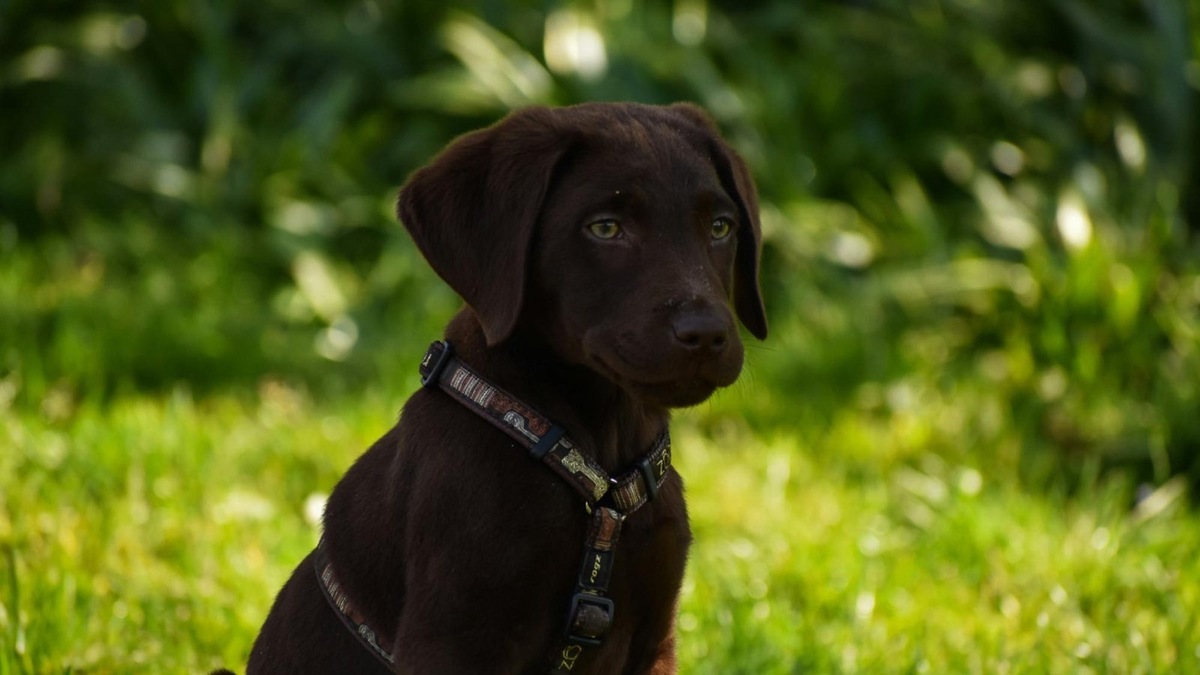    Шоколадный лабрадор с зелеными глазами — мягкий взгляд вечно активного компаньона.