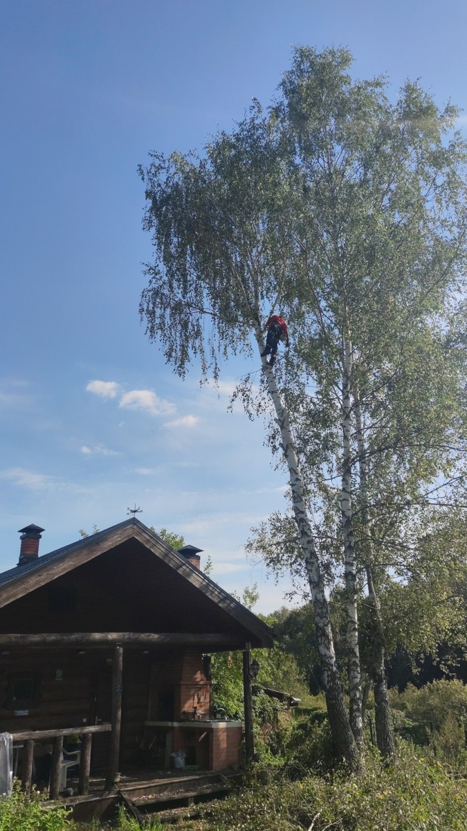 авторское фото, рубим одну из 3-х берез