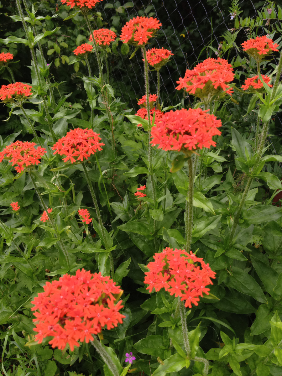 Лихнис цветет .