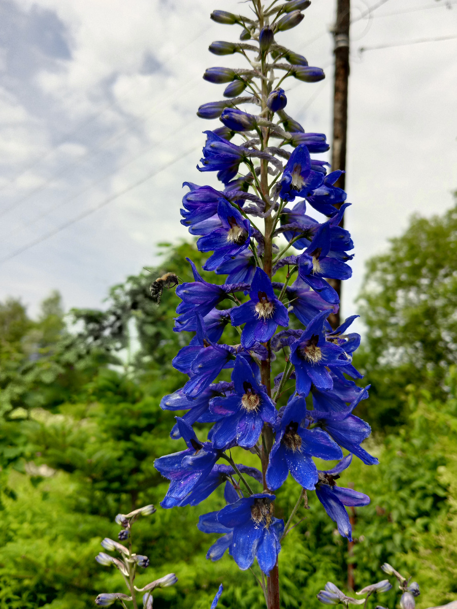 Похож на дельфиниум , но говорят нет.