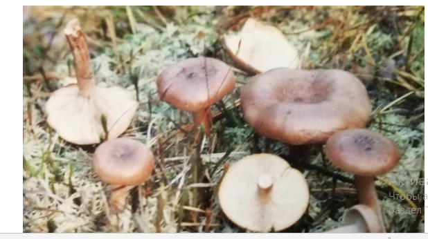 Горькушка в соснах