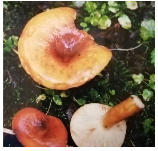 Горькушка в смешанном лесу