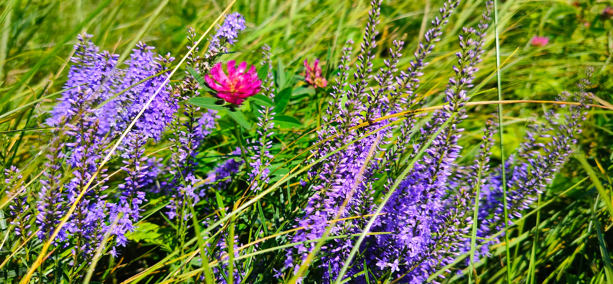 Три вещи никогда не возвращаются обратно – время, слово, возможность. Конфуций