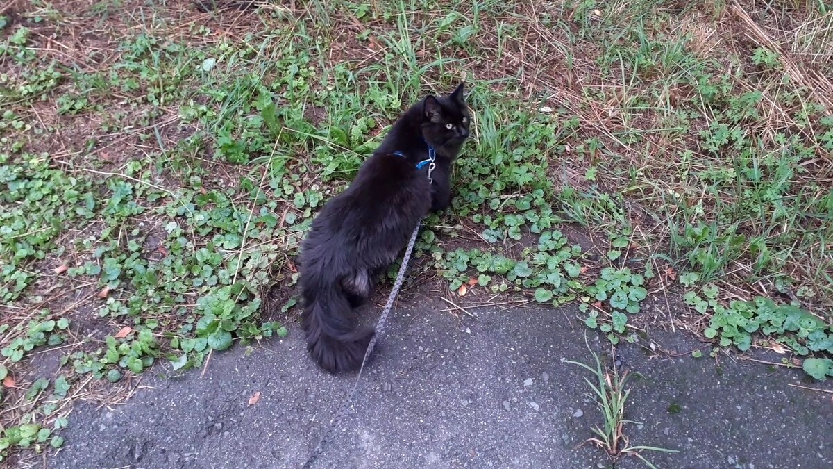 Мишка на улице.