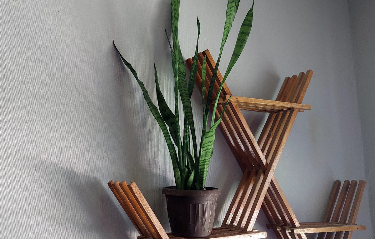 Тёщин язык. Не вижу сходства вообще.