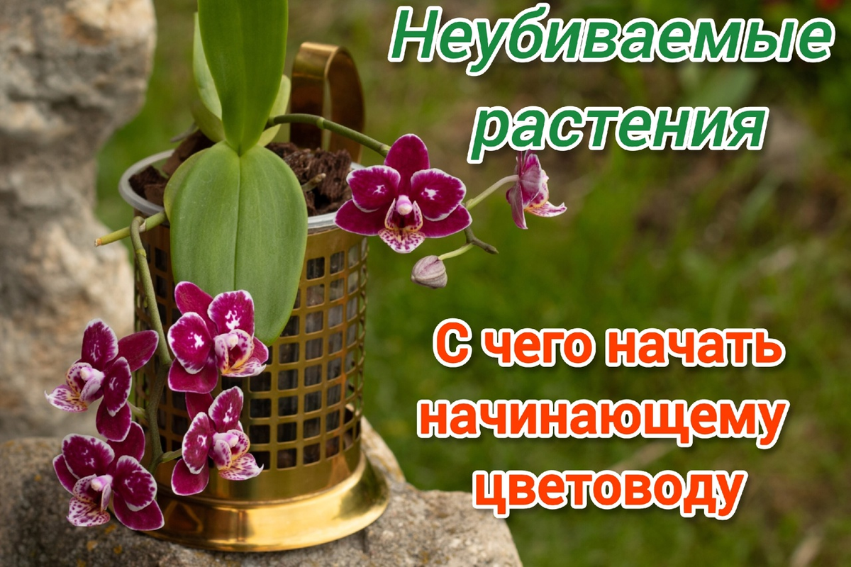 Мини фаленопсисы. Они такие милые.