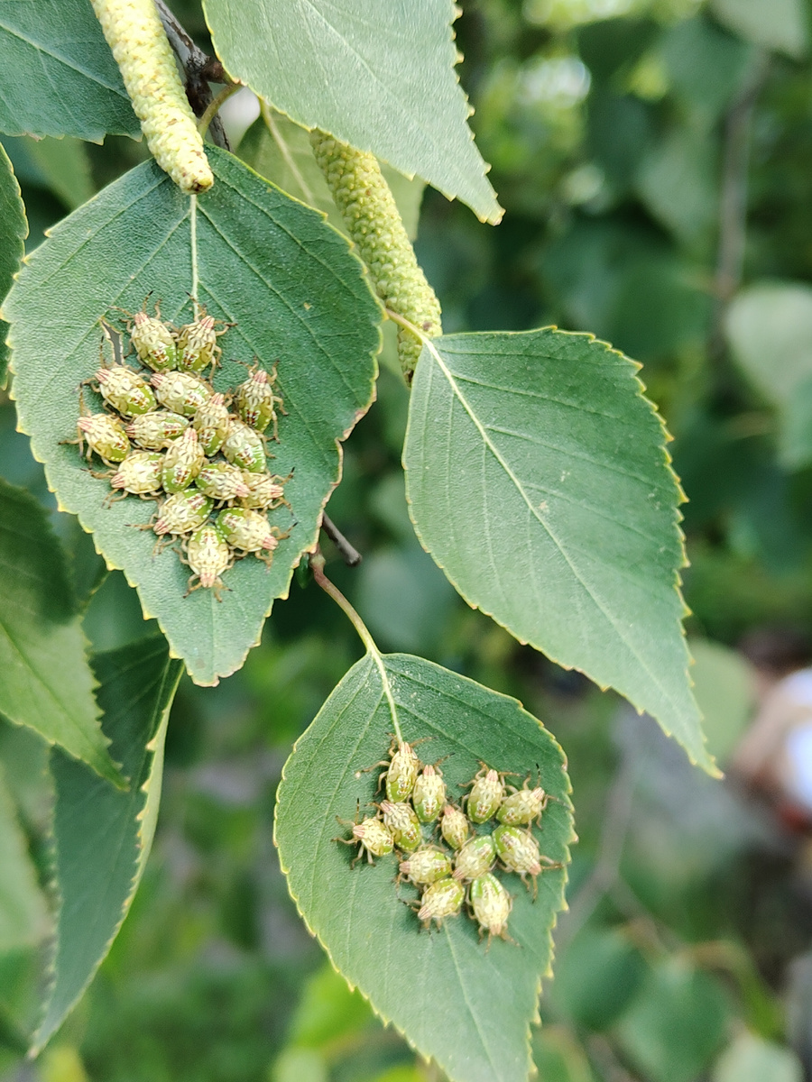 Ясли серого щитника на берёзе