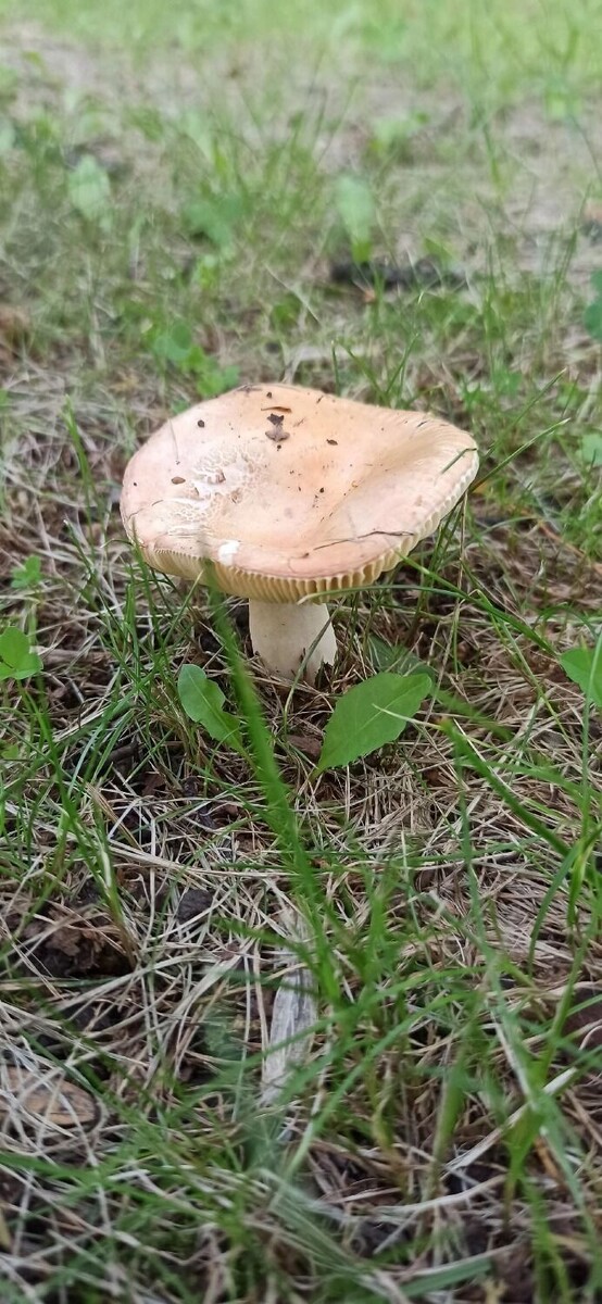     Автор: ВК: Грибные истории Новосибирской области