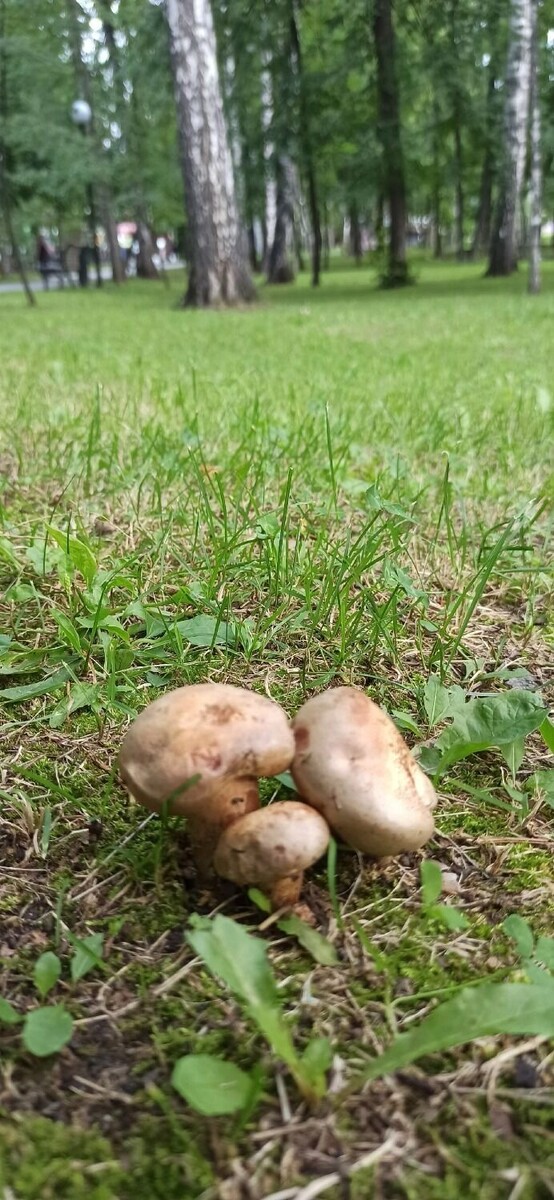     Автор: ВК: Грибные истории Новосибирской области