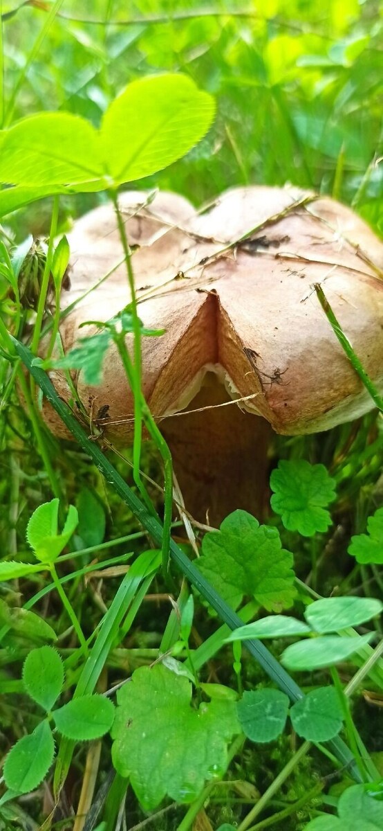     Автор: ВК: Грибные истории Новосибирской области