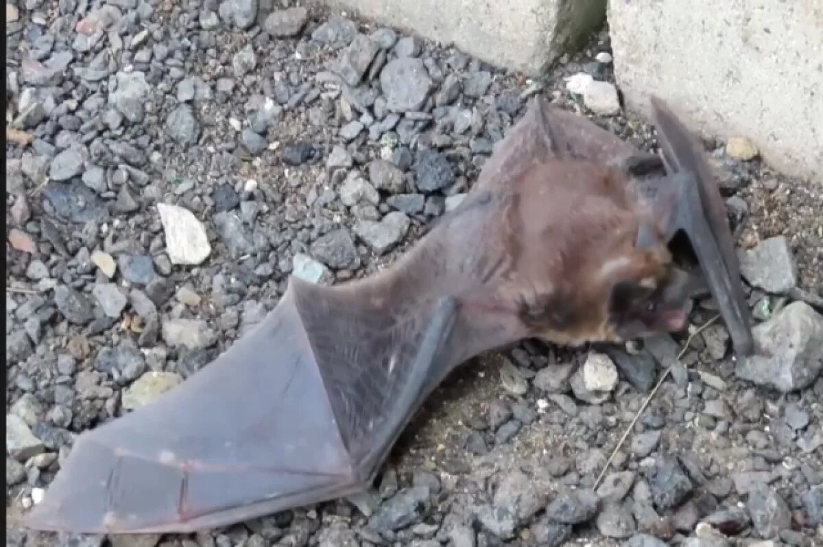    В Оренбургском биозаказнике засняли гигантскую летучую мышь