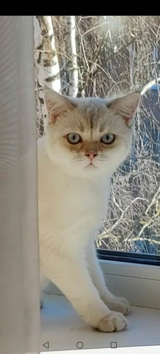 Прям картина