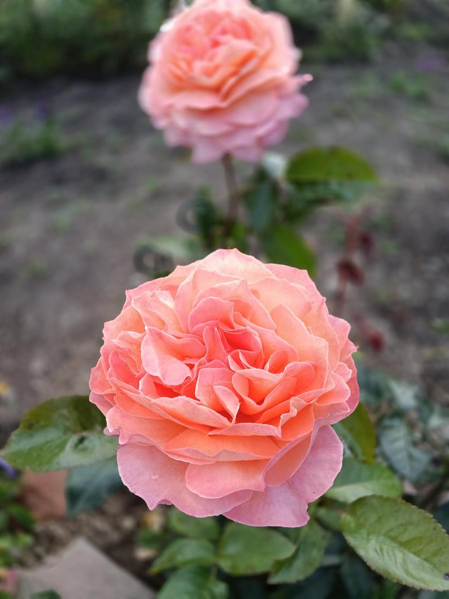 Розы в этом году нереально хороши. Это английская роза Пэт Остин. Растет у меня второй год