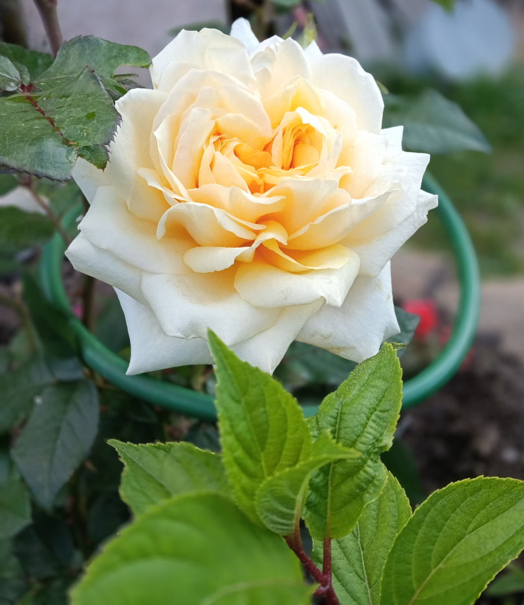 Еще одна красотка, к сожалению - безымяшка, поскольку с продажной коробкой совершенно не совпадает. Она у меня третий год, цветок крупный и очень  интересный в раскрытии. Держится долго, в отличие от Пэт Остин. Может кто-то знает сорт?