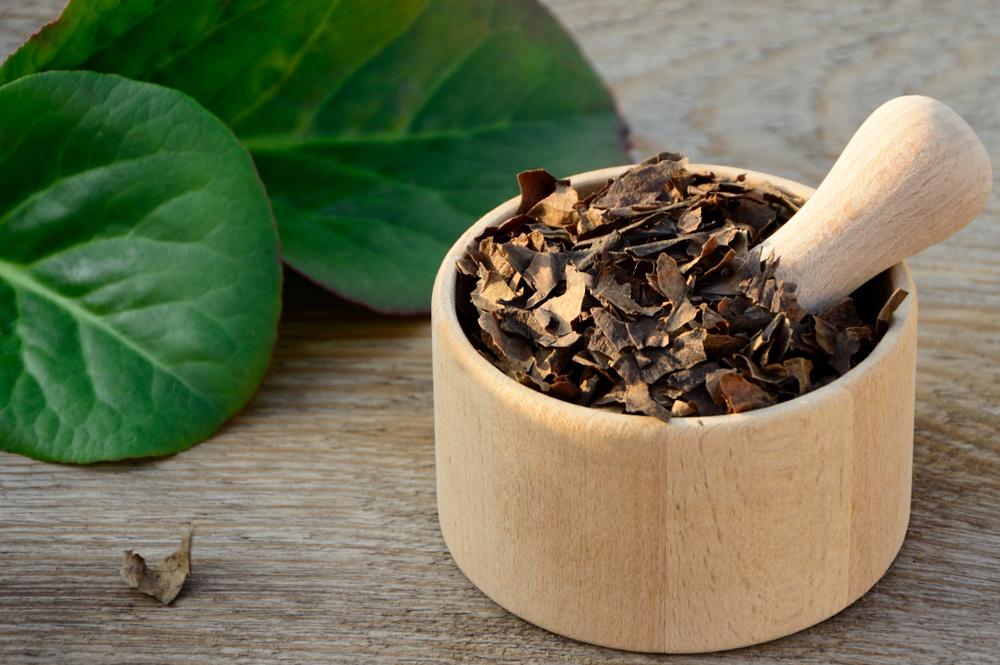    Листья бадана пригодны к использованию только после ферментации