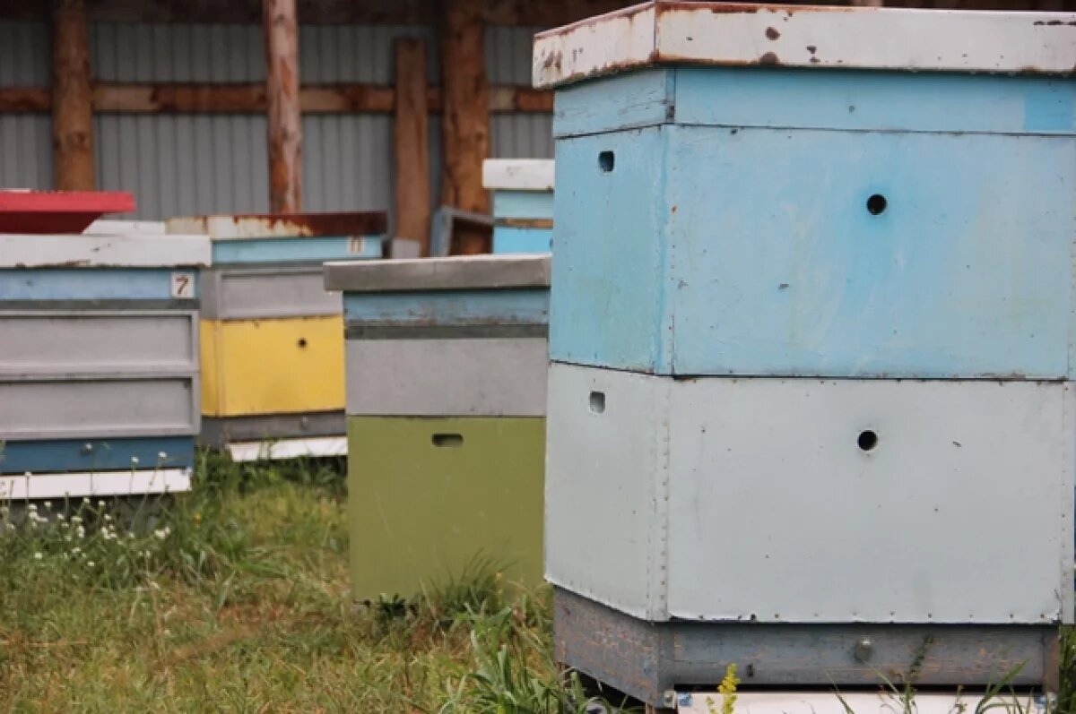    Житель Пермского края организовал нелегальную пасеку возле детского сада
