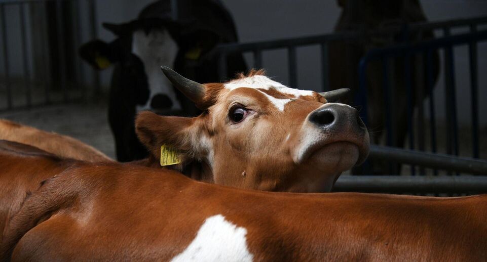    РИА «Новости»