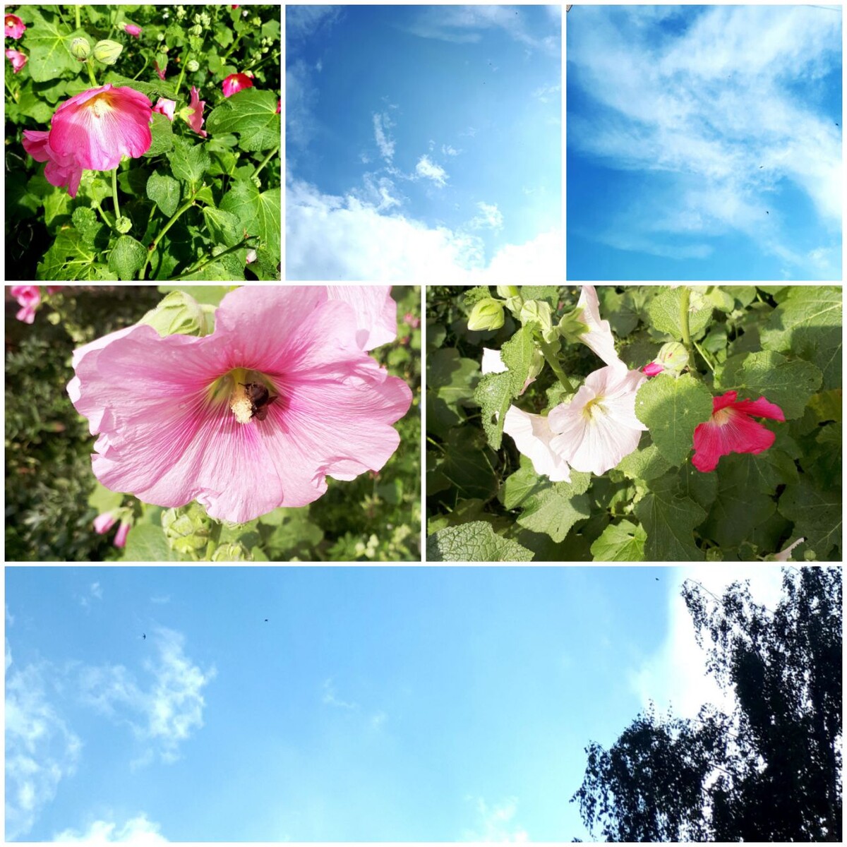 Коллаж автора статьи 17.07.2025г.