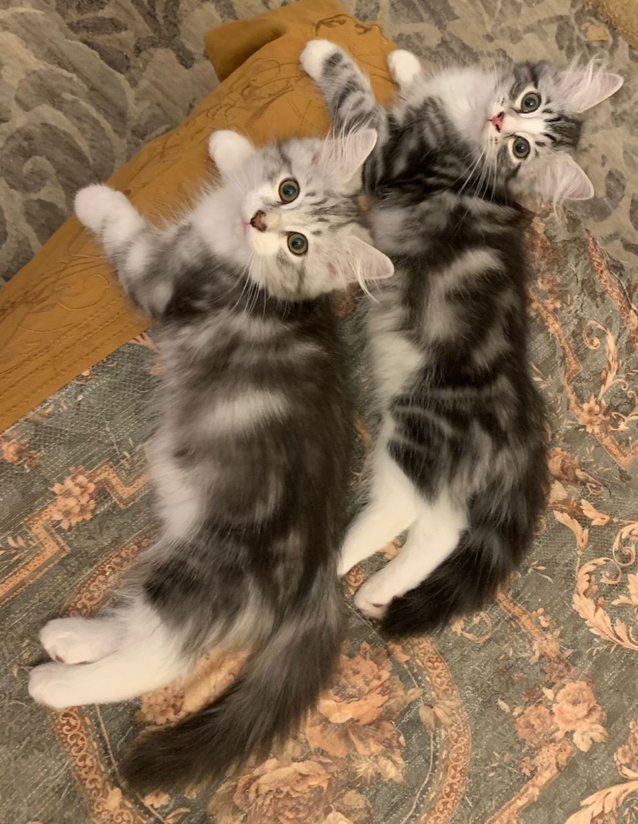 Салтан и Ставр Сибирская Империя