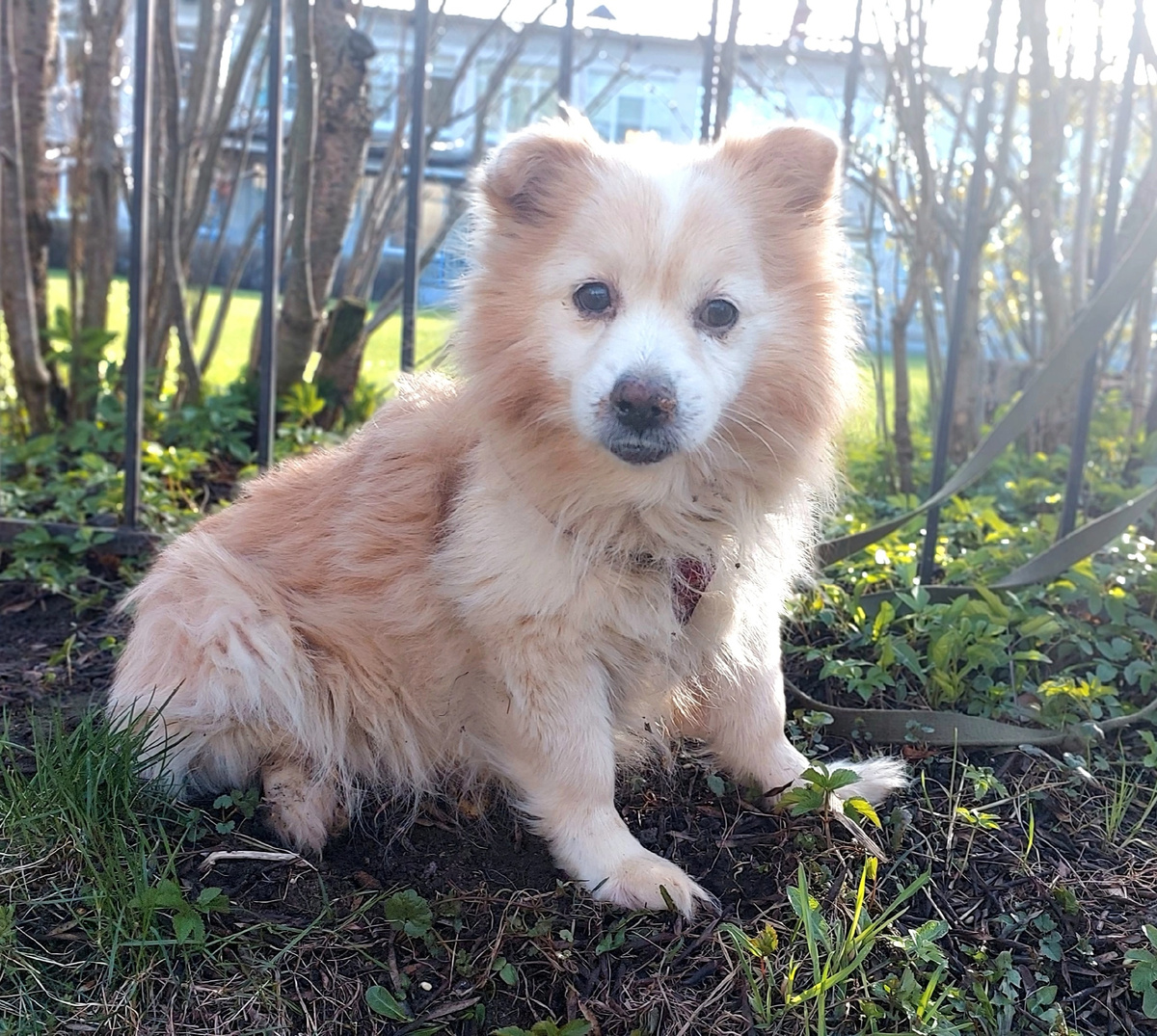 Я Пуфик и мне 10 лет