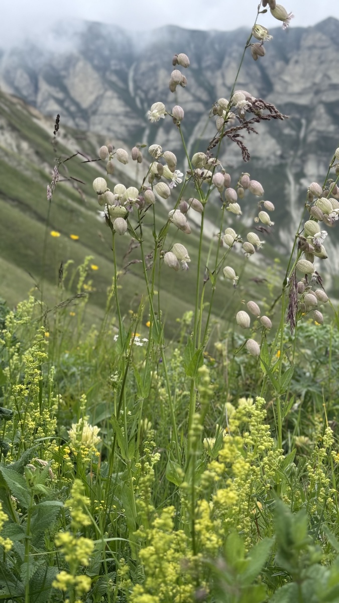 гора Кильта ( окрестности туркомплеса Old Sivukh) 