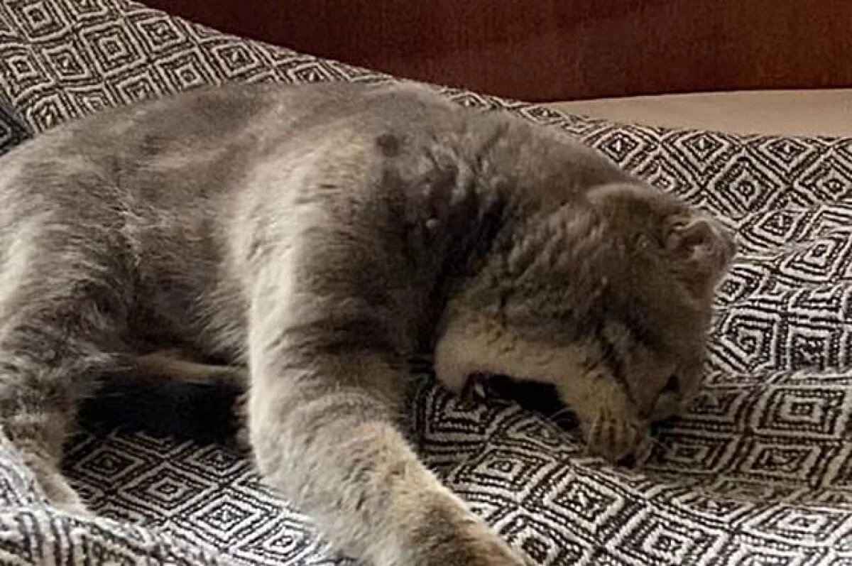    Котенок напал на хозяев.