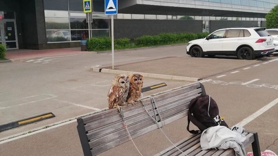     Источник: prmira.ru