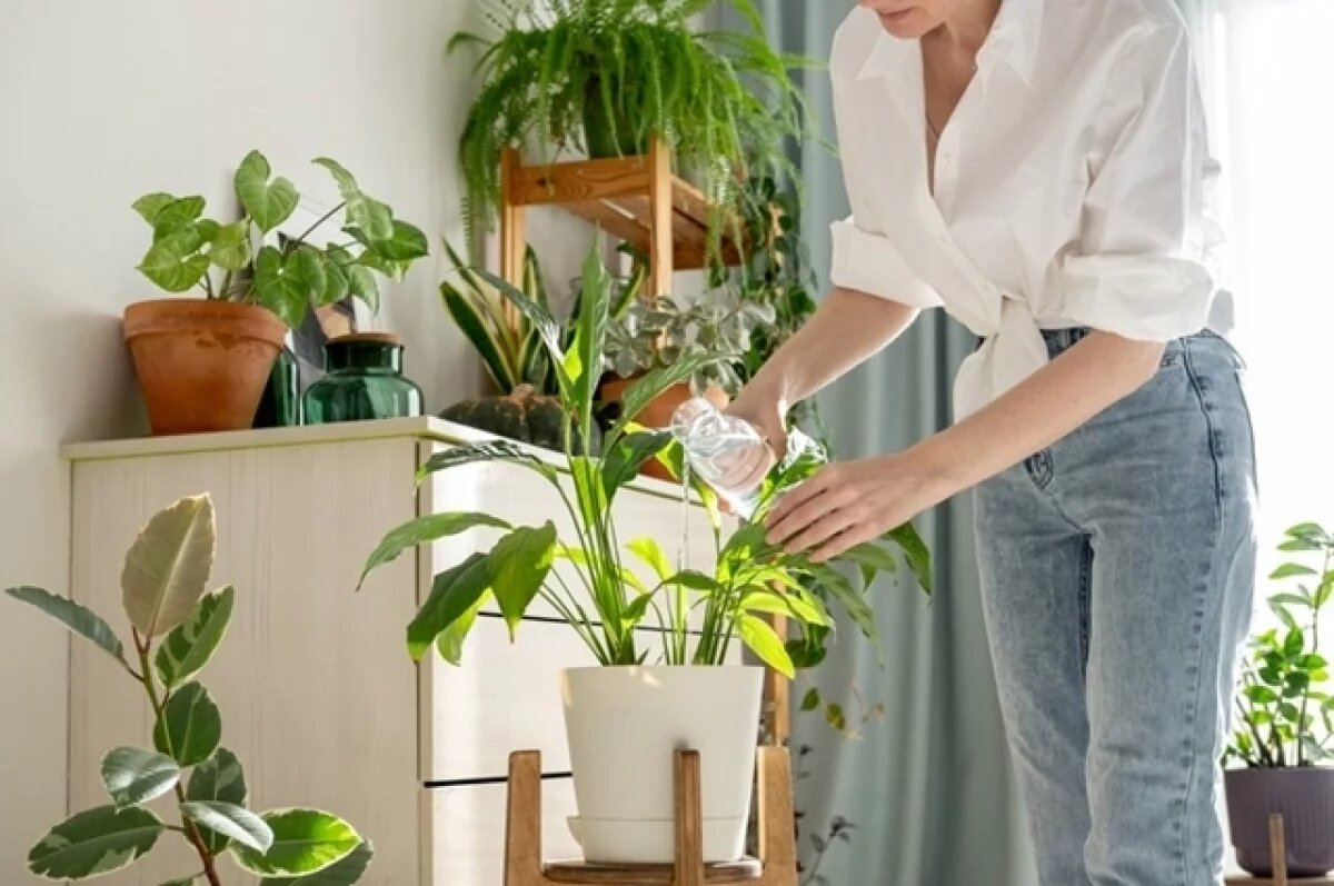    Флорист Агеенко рассказала, как ухаживать за комнатными растениями в жару