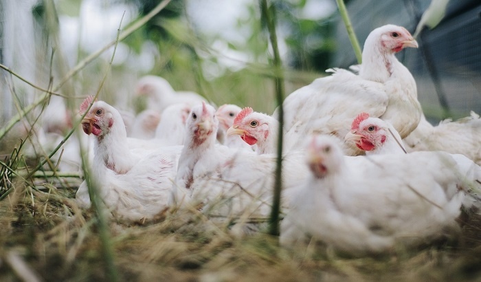    В России птицефабрики начали массово забивать кур-несушек из-за убытков