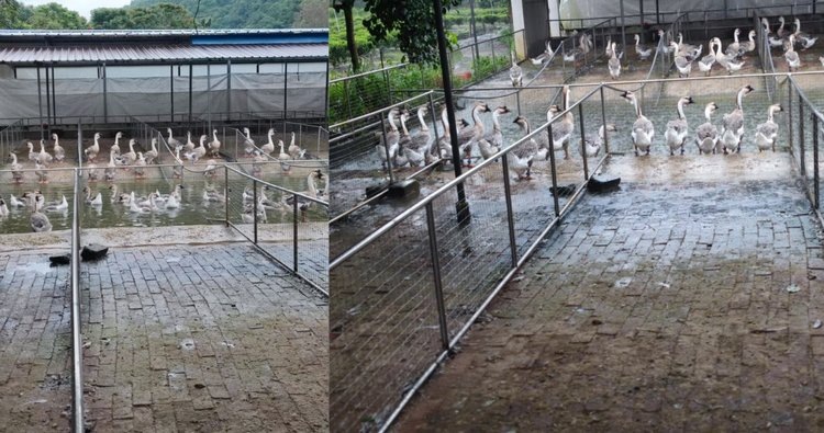    Львиноголовые гуси в Китае получают индивидуальные племенные гаджеты