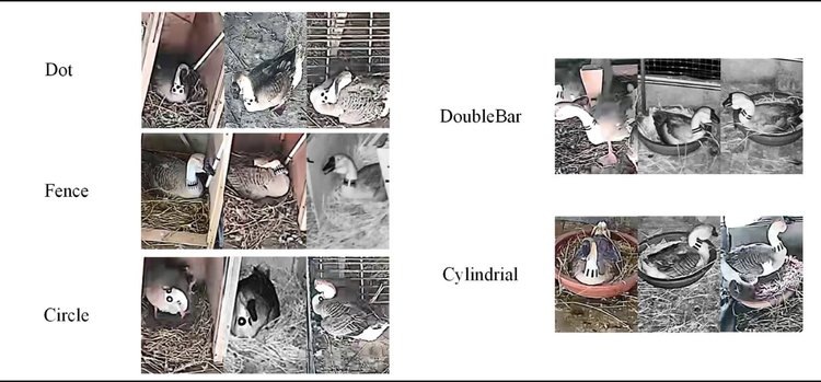     Львиноголовые гуси в Китае получают индивидуальные племенные гаджеты
