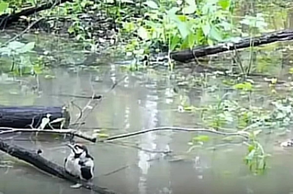    В калужском заповеднике засняли сразу несколько видов дятлов