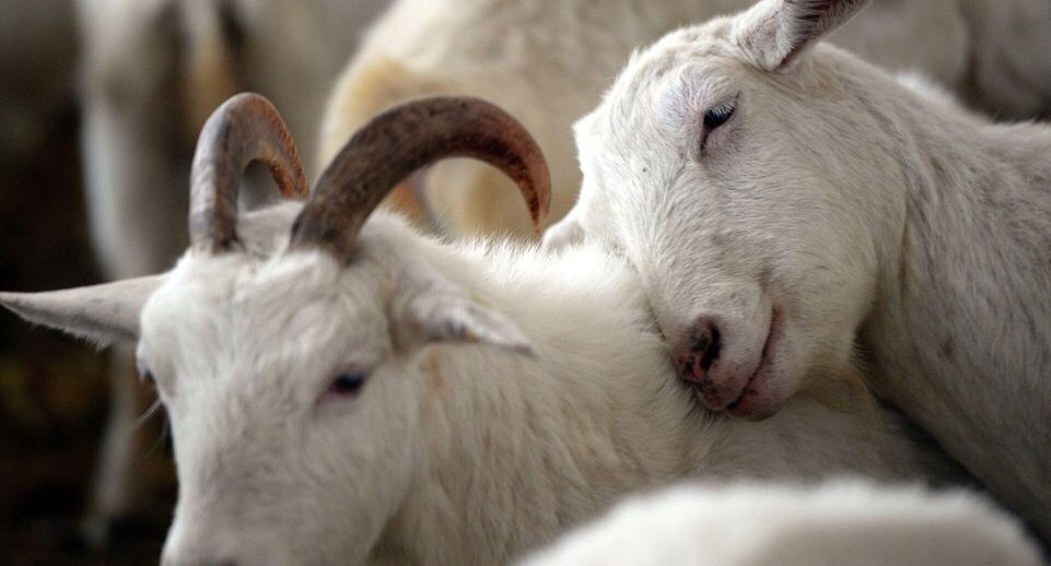    РИА «Новости»