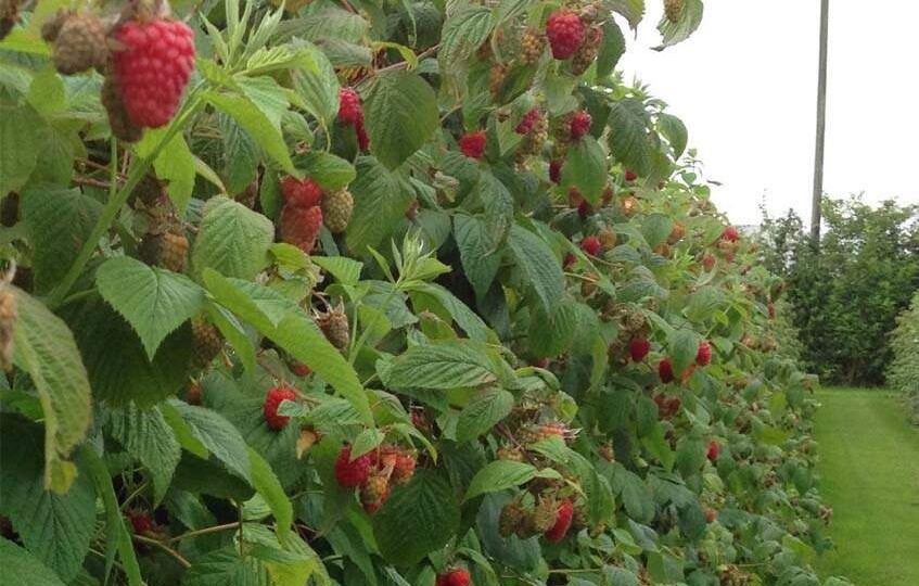 Семь правил ухода за малиной: секреты богатого урожая