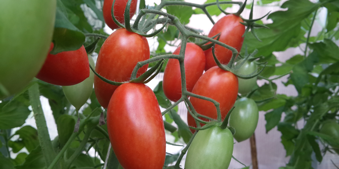 Почему на томатах засыхают и опадают цветки и что с этим делать?