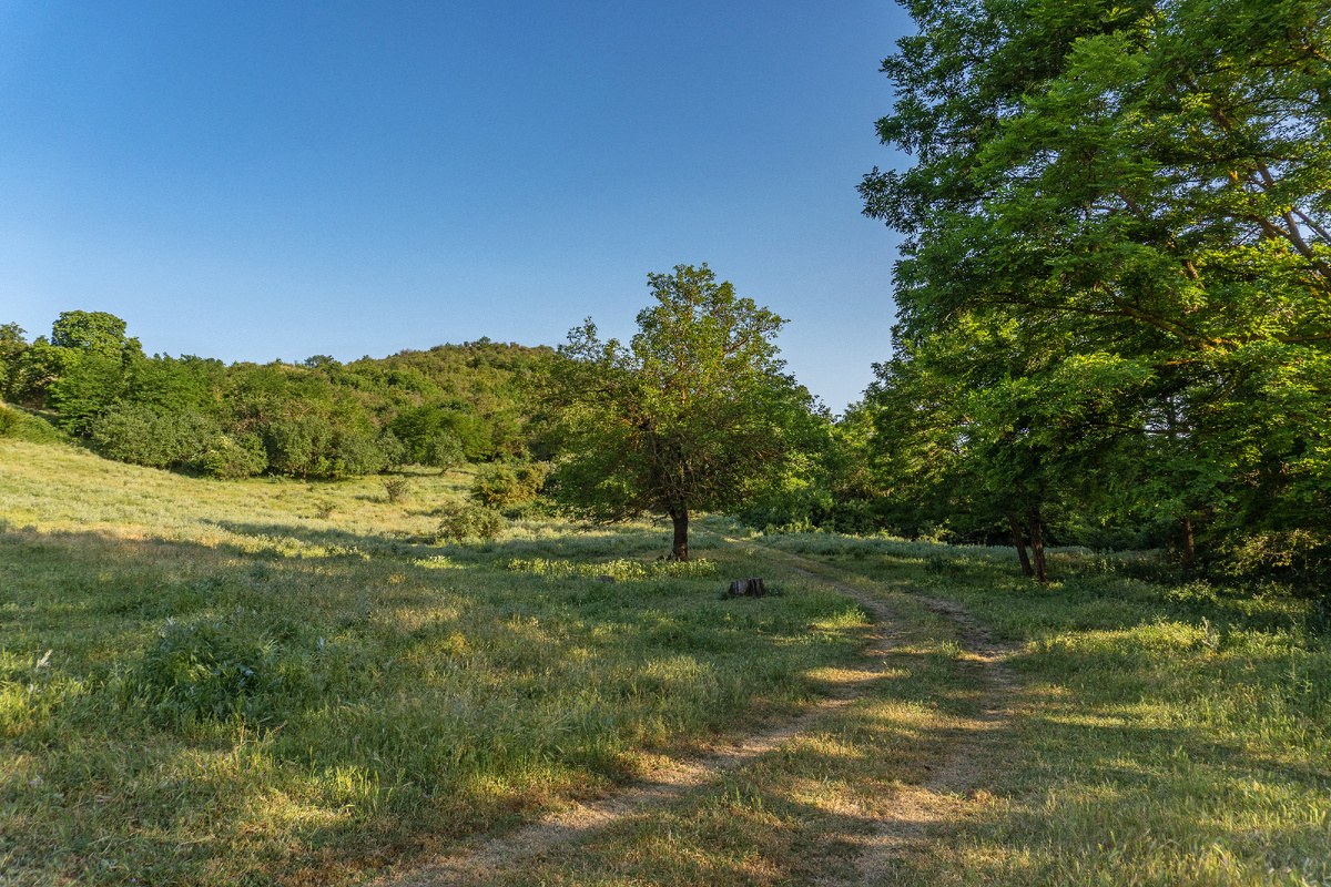 Это фото сделано позже, когда коровы уже убрели по своим коровьим делам
