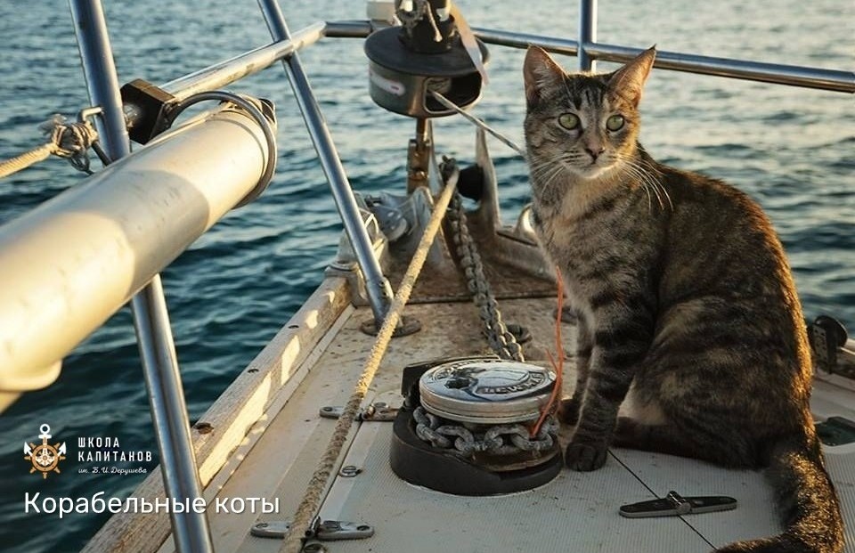 Школа Капитанов им Б.И. Дерушева рассказывает про кошек на кораблях.