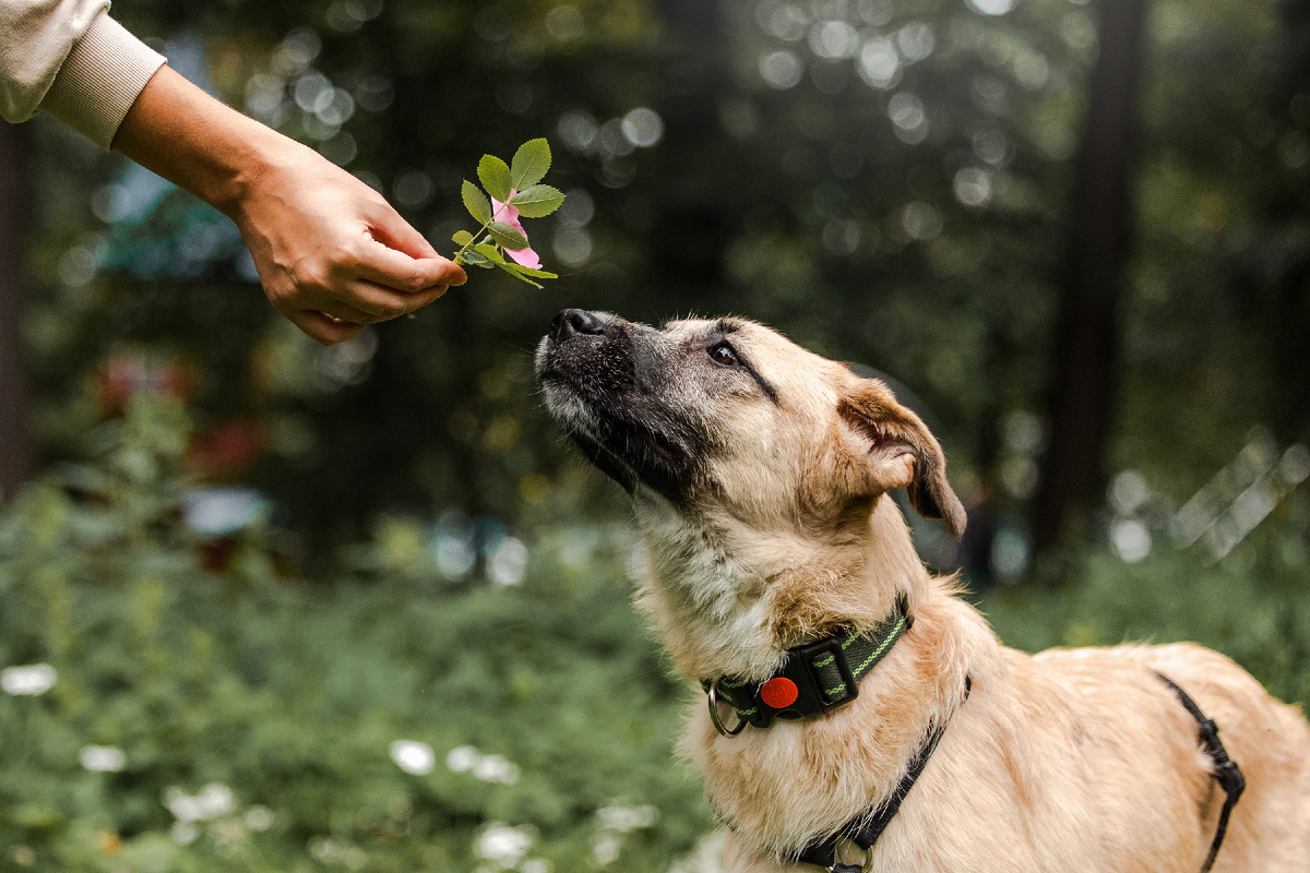 Собаки могут распознавать некоторые заболевания по запаху человека
