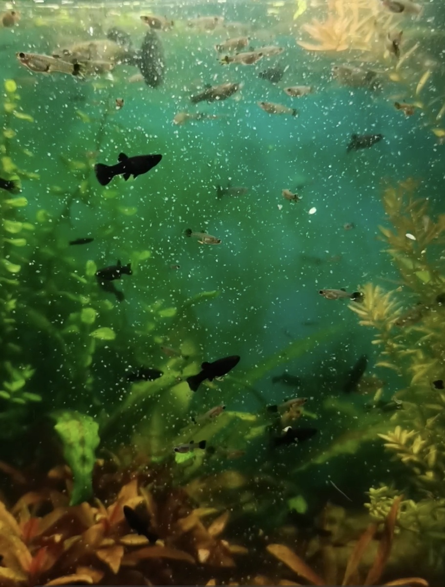 Кормление дафнией